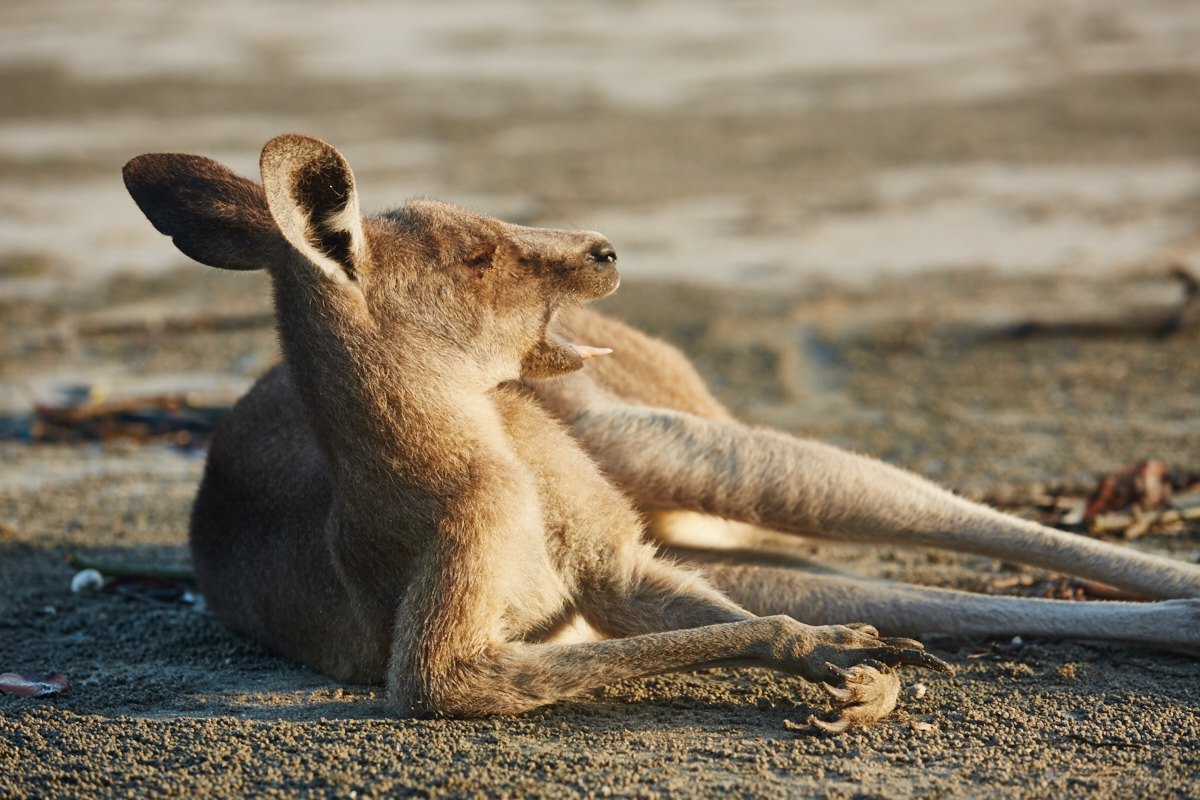 australien-28, känguru, gähnen, müde, strand, sand